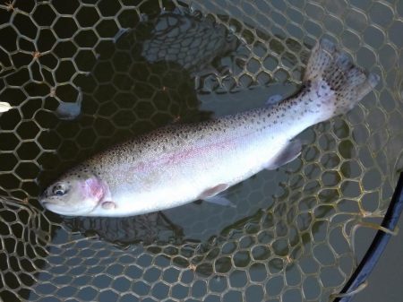 大安トラウトレイク 釣果